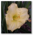 dlgatesseedling14.jpg
