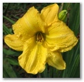 dlgatesseedling14.jpg