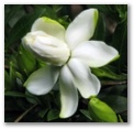 gardenia47.jpg