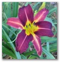 dlautred10.jpg