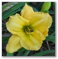 dlgatesseedling13.jpg