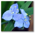aspidwort19.jpg