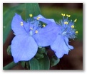 aspidwort22.jpg
