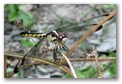 drgfly116.jpg
