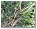 drgfly125.jpg