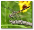 drgfly3.jpg