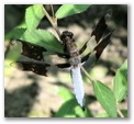 drgflyx147.jpg