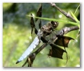 drgflyx159.jpg