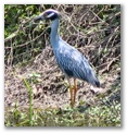 heron177.jpg