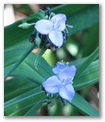 aspidwort76.jpg