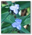 aspidwort78.jpg
