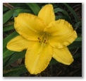 gatesseed21.jpg