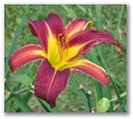dlautred34.jpg