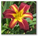 dlautred60.jpg