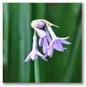 blueflwr38.jpg