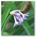 blueflwr39.jpg