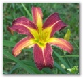 dlautred35.jpg