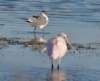 aroseategull266_small.jpg
