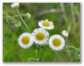 daisyfleabane14.jpg