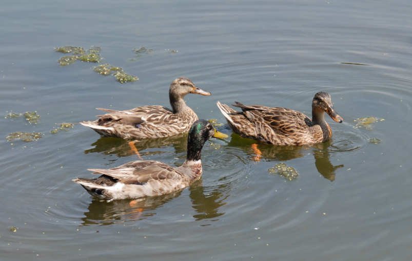 aducks13.jpg