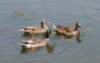 aducks13_small.jpg