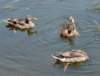 aducks15_small.jpg