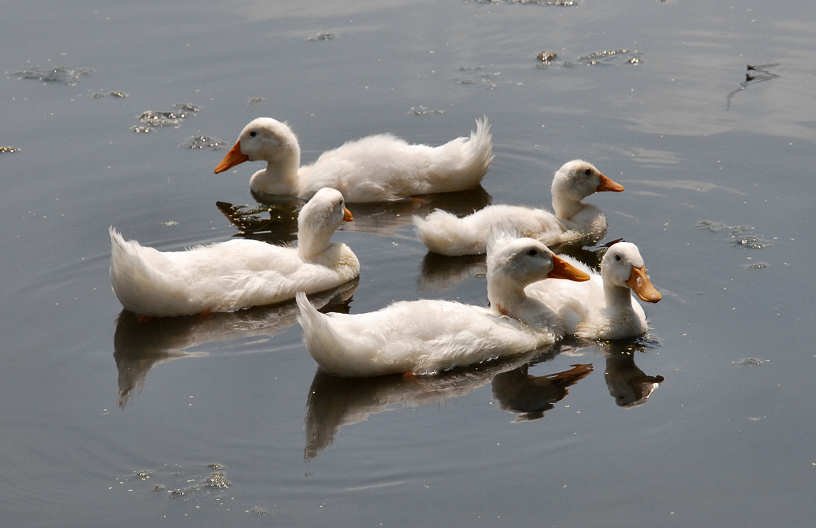 aducks21.jpg