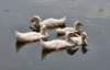 aducks21_small.jpg
