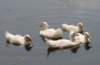aducks22_small.jpg