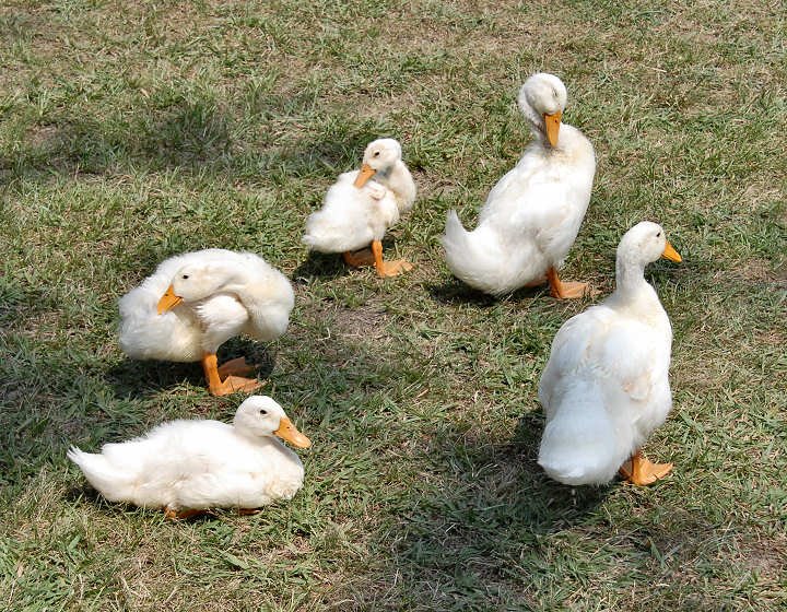 aducks5.jpg