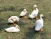 aducks5_small.jpg