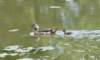 awoodduckfam10_small.jpg