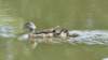 awoodduckfam11_small.jpg