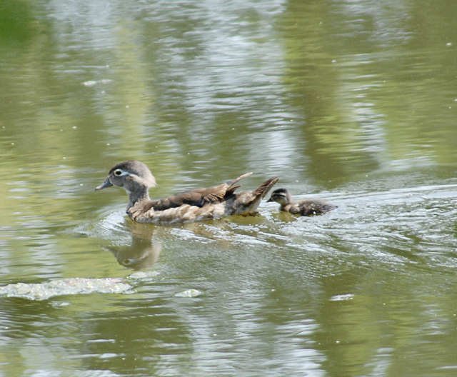 awoodduckfam12.jpg