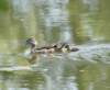 awoodduckfam12_small.jpg