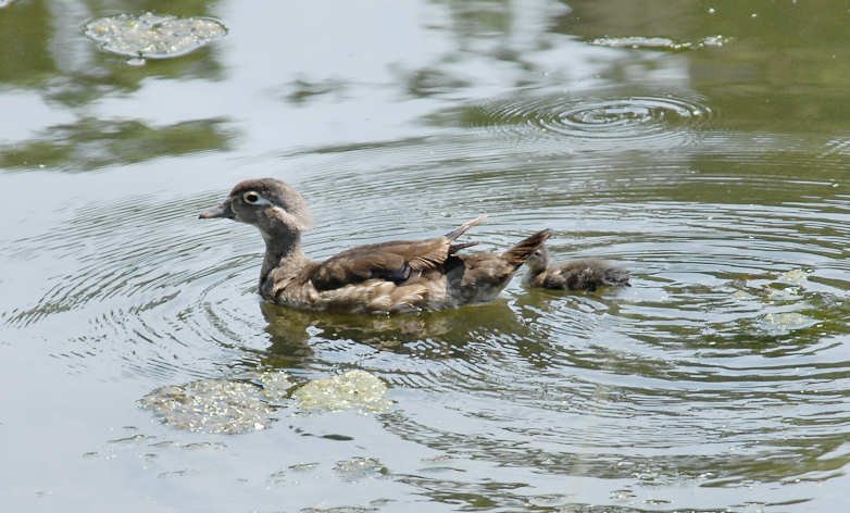 awoodduckfam7.jpg