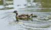 awoodduckfam7_small.jpg