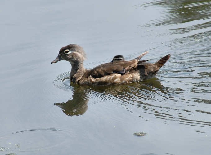 awoodduckfam8.jpg