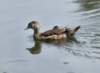 awoodduckfam8_small.jpg