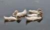ducks23_small.jpg