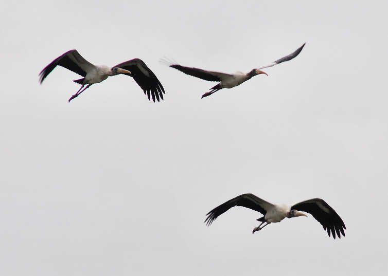 awoodstork115.jpg