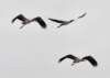 awoodstork115_small.jpg