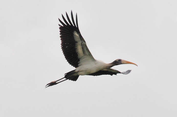 awoodstork116.jpg