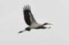 awoodstork116_small.jpg