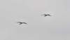 awoodstork121_small.jpg