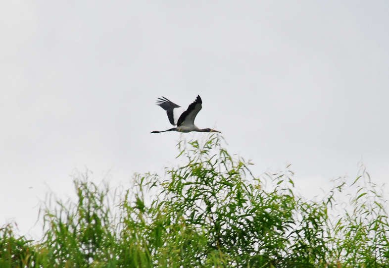 awoodstork126.jpg