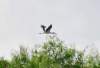 awoodstork126_small.jpg