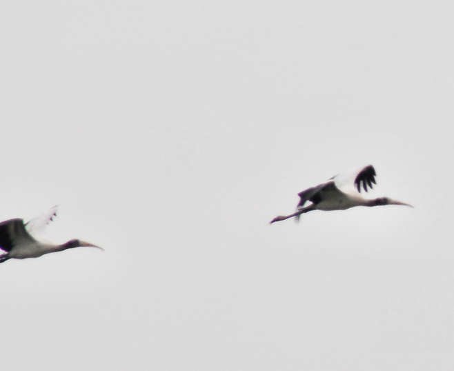 awoodstorks114.jpg