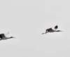 awoodstorks114_small.jpg