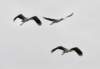 awoodstorks115_small.jpg